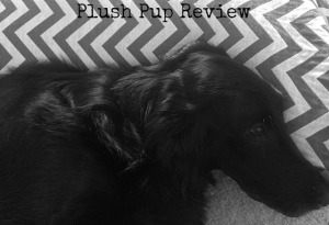 plush pup review bandw